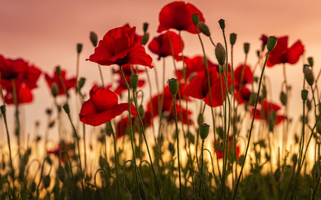 Poppy symbool Remembrance Day